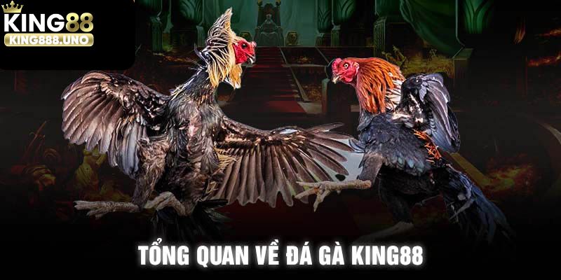 Tổng quan về sân chơi đá gà casino King88